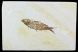 Detailed Fossil Fish (Knightia) - Wyoming #99407-1